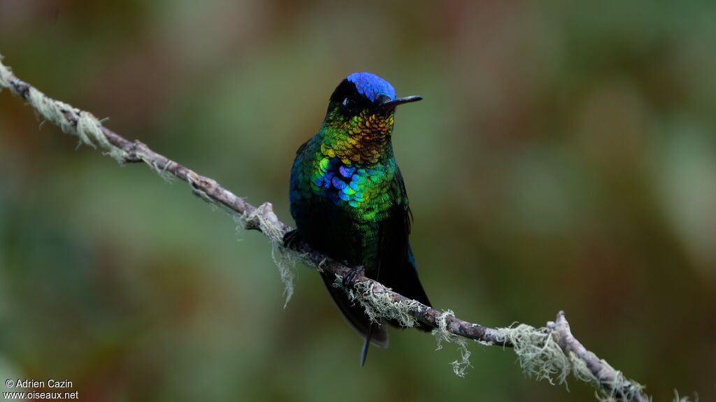 Fiery-throated Hummingbirdadult, identification