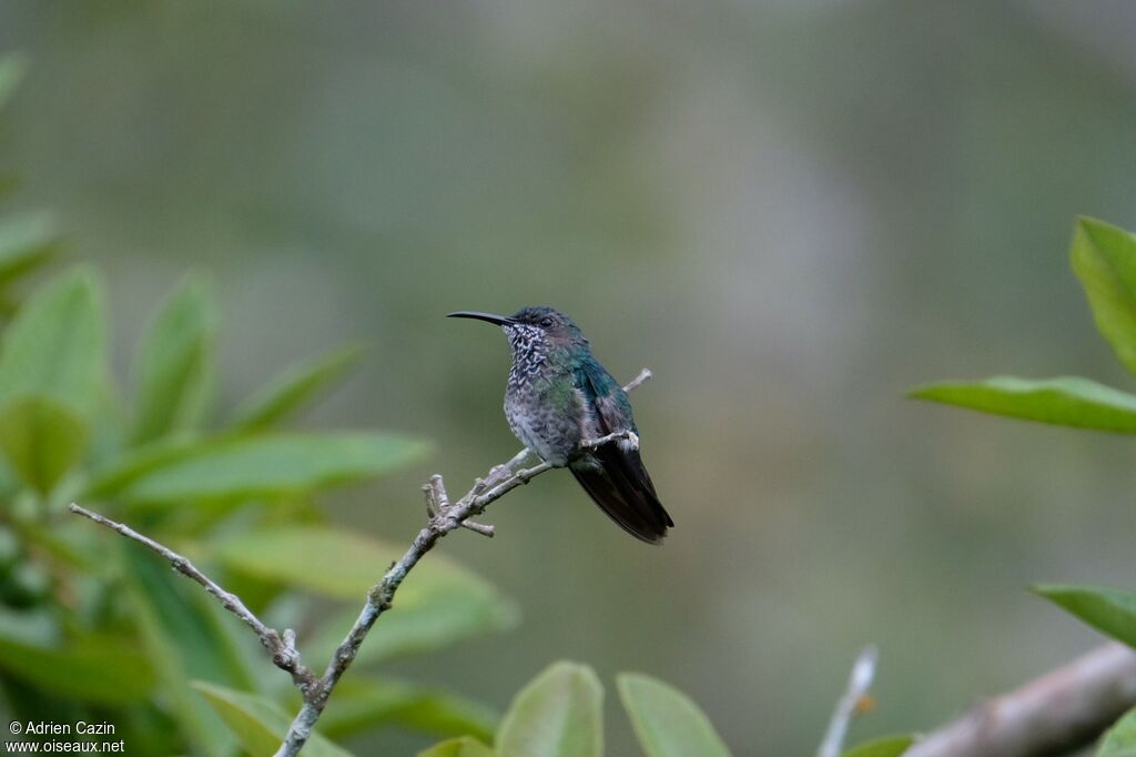 Colibri jacobin femelle adulte, identification