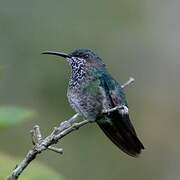 White-necked Jacobin