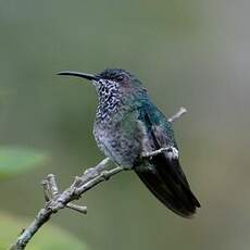 Colibri jacobin