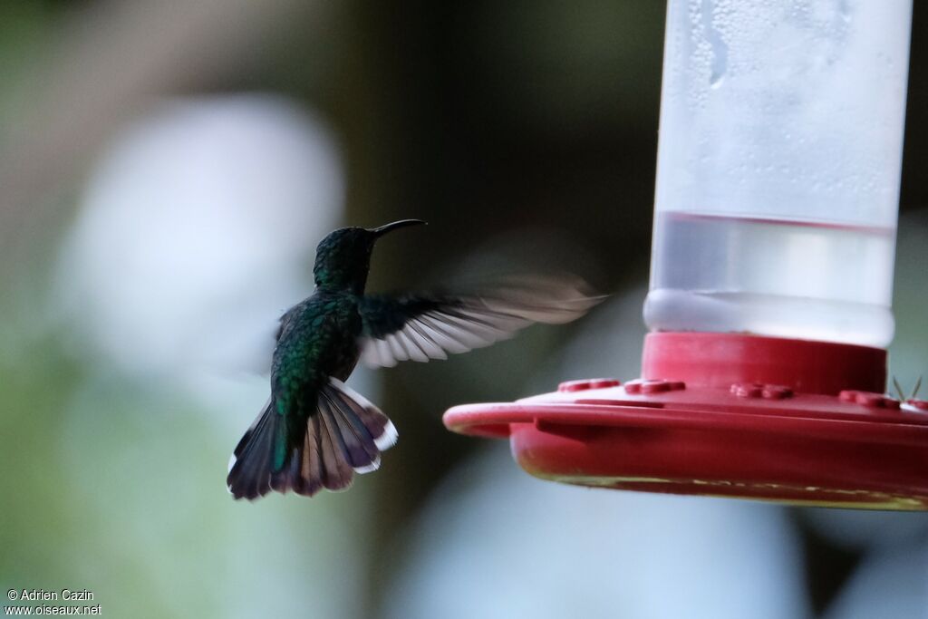 White-necked Jacobin female