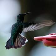 White-necked Jacobin