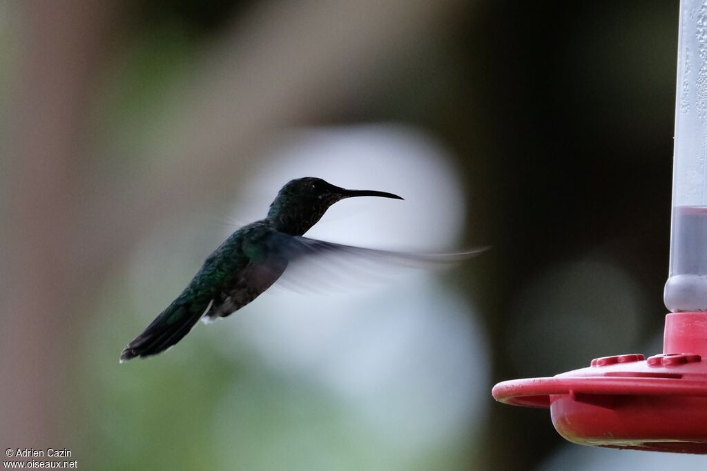 White-necked Jacobin female