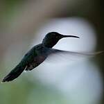 Colibri jacobin