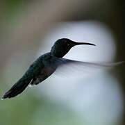 White-necked Jacobin