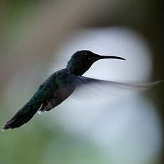 Colibri jacobin