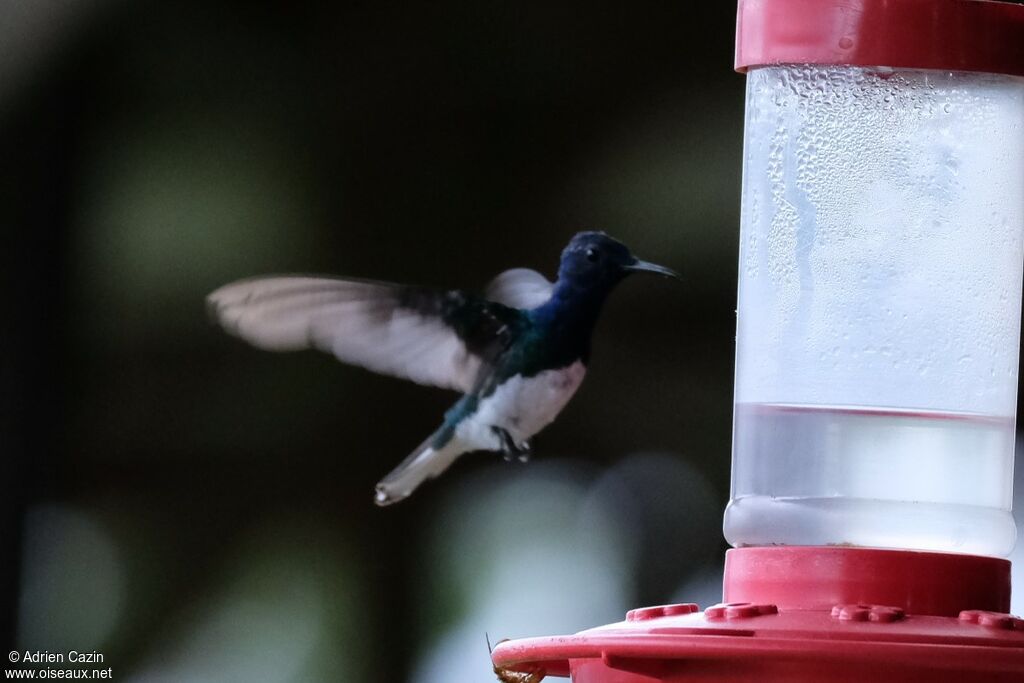 White-necked Jacobin male