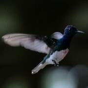 White-necked Jacobin