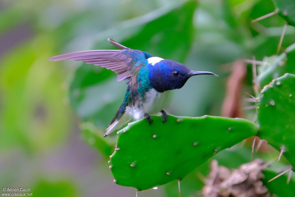 White-necked Jacobin male adult, Behaviour