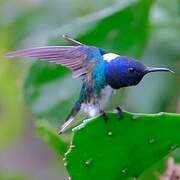 Colibri jacobin