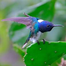 Colibri jacobin