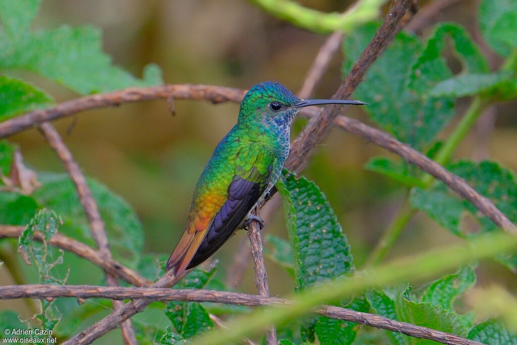 Colibri oenone femelle, adulte, identification