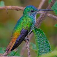 Colibri oenone
