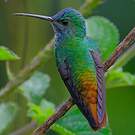 Colibri oenone
