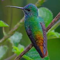 Colibri oenone