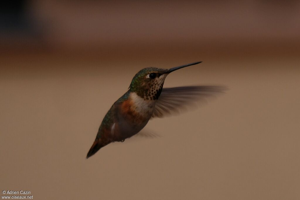 Rufous Hummingbird female adult