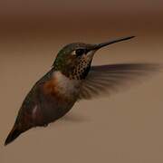 Rufous Hummingbird