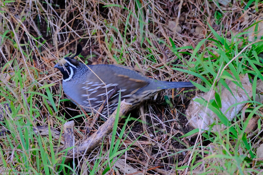 California Quail