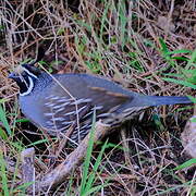 California Quail