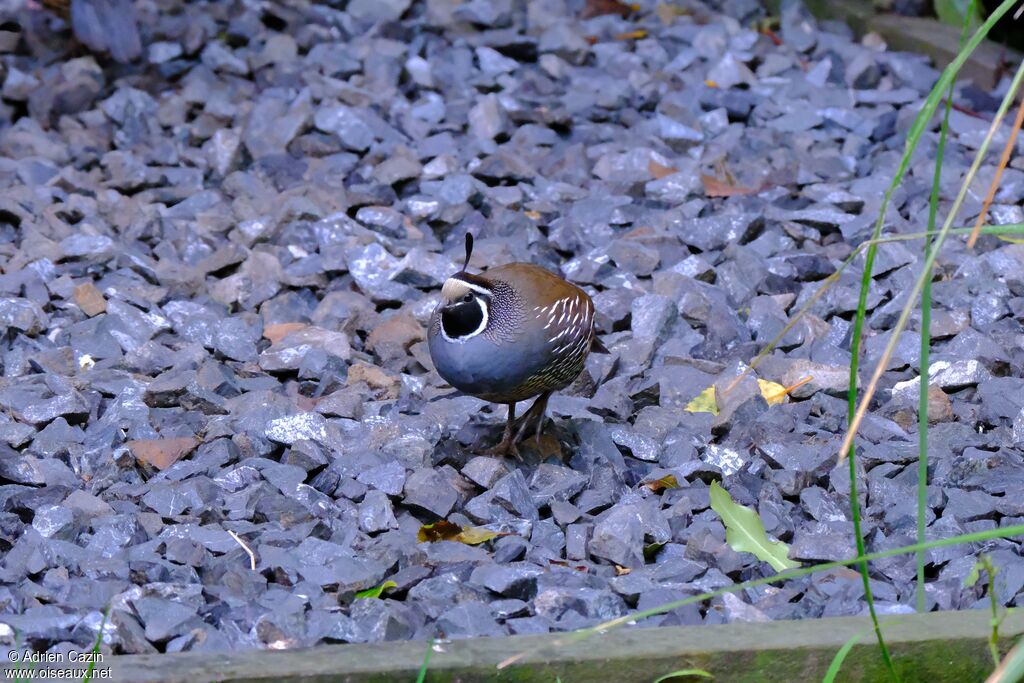 California Quail