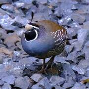 California Quail