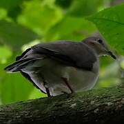 White-tipped Dove