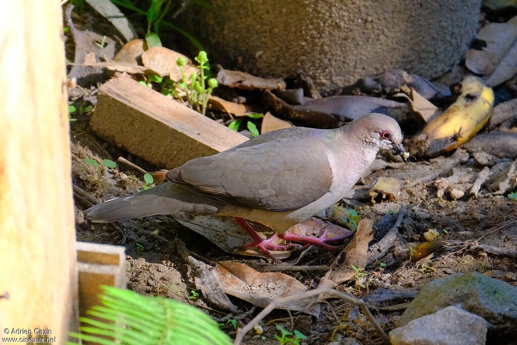 White-tipped Doveadult
