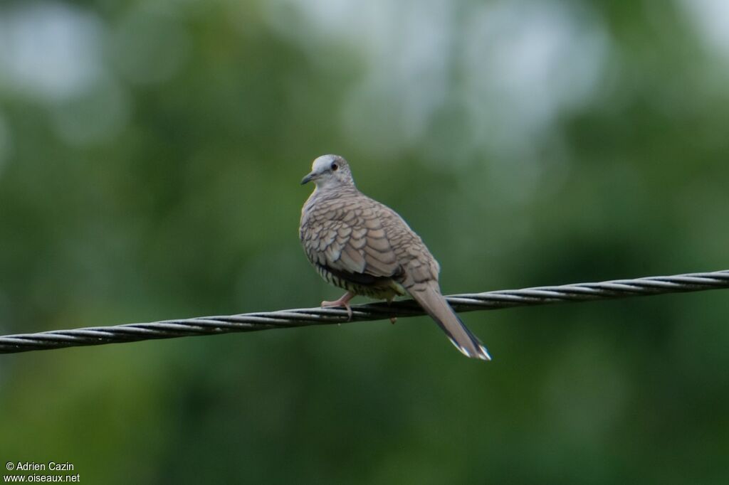 Inca Dove