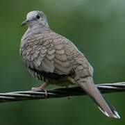 Inca Dove