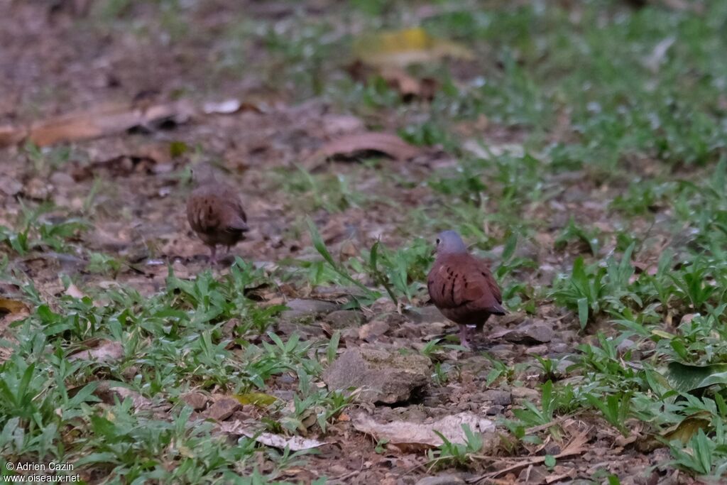 Ruddy Ground Dove