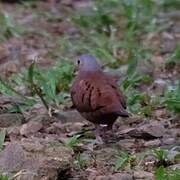 Ruddy Ground Dove