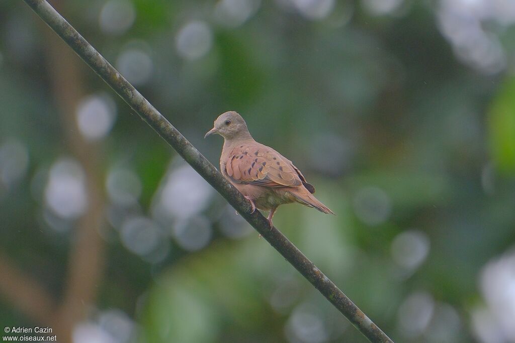 Ruddy Ground Doveadult