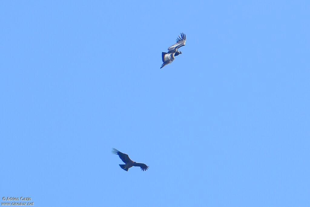 Andean Condor