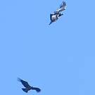 Condor des Andes