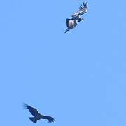 Condor des Andes