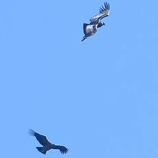 Condor des Andes