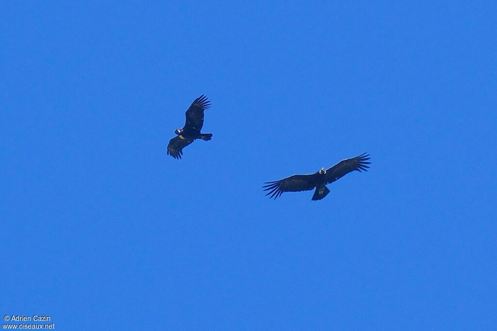 Condor des Andesadulte