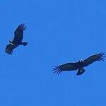 Condor des Andes
