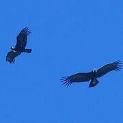 Condor des Andes