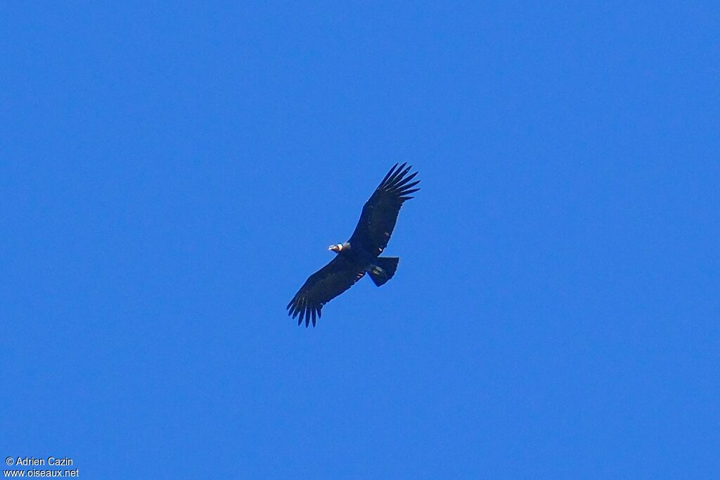 Condor des Andesadulte, Vol