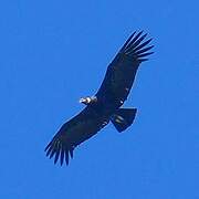 Condor des Andes