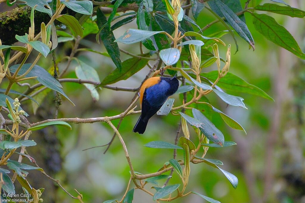 Blue-backed Conebilladult