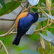 Blue-backed Conebill
