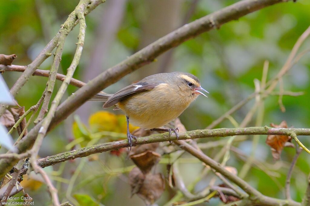 Cinereous Conebilladult