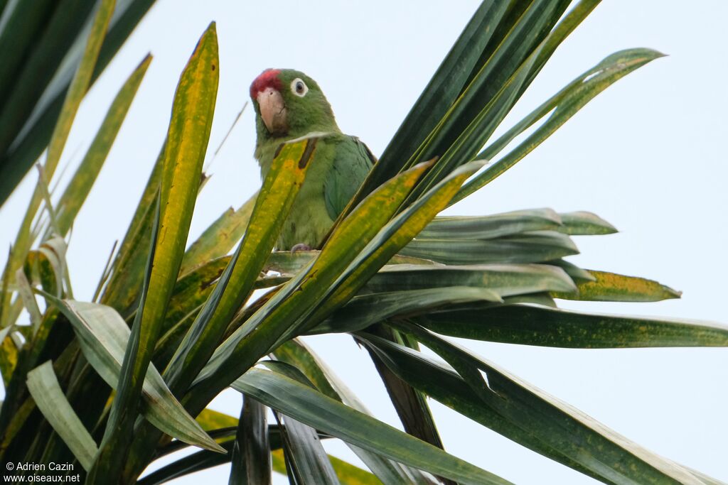 Conure de Finsch, identification