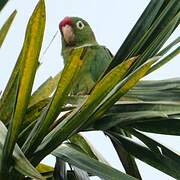 Finsch's Parakeet