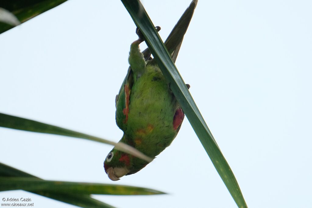 Finsch's Parakeet, identification