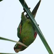 Finsch's Parakeet