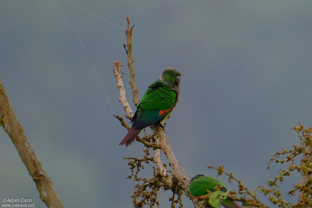 Maroon-tailed Parakeetadult