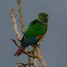Conure de Souancé